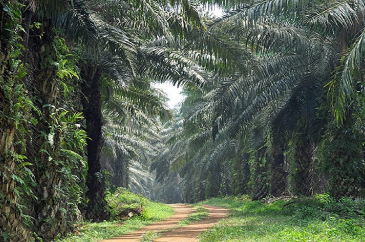 Ladang lambir B1 estate